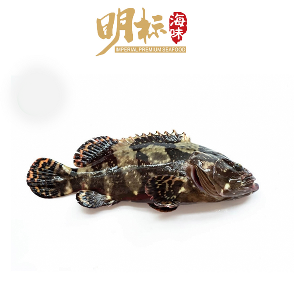 Imperial Premium Seafood Live Fresh Hybrid Grouper Fish (活龙虎斑)