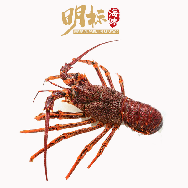 Imperial Premium Seafood Live Fresh South Australia lobster (活南澳龙虾)