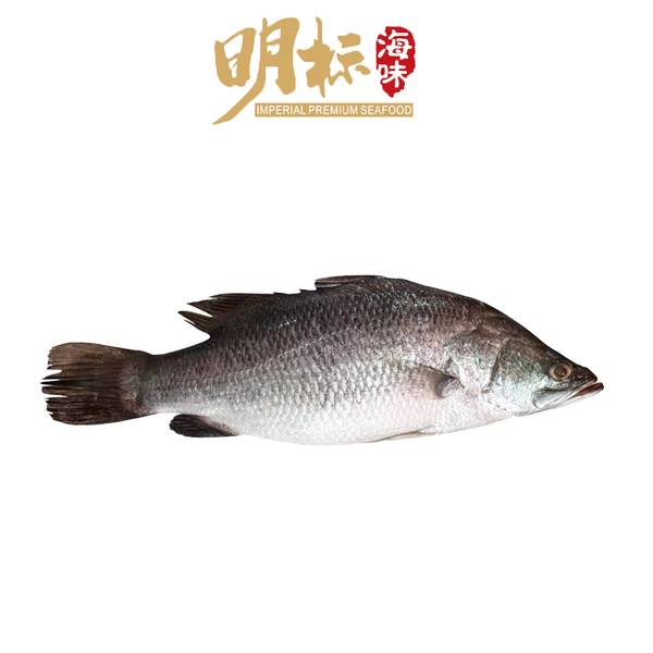 Imperial Premium Seafood Live Barramundi(活金目鲈)